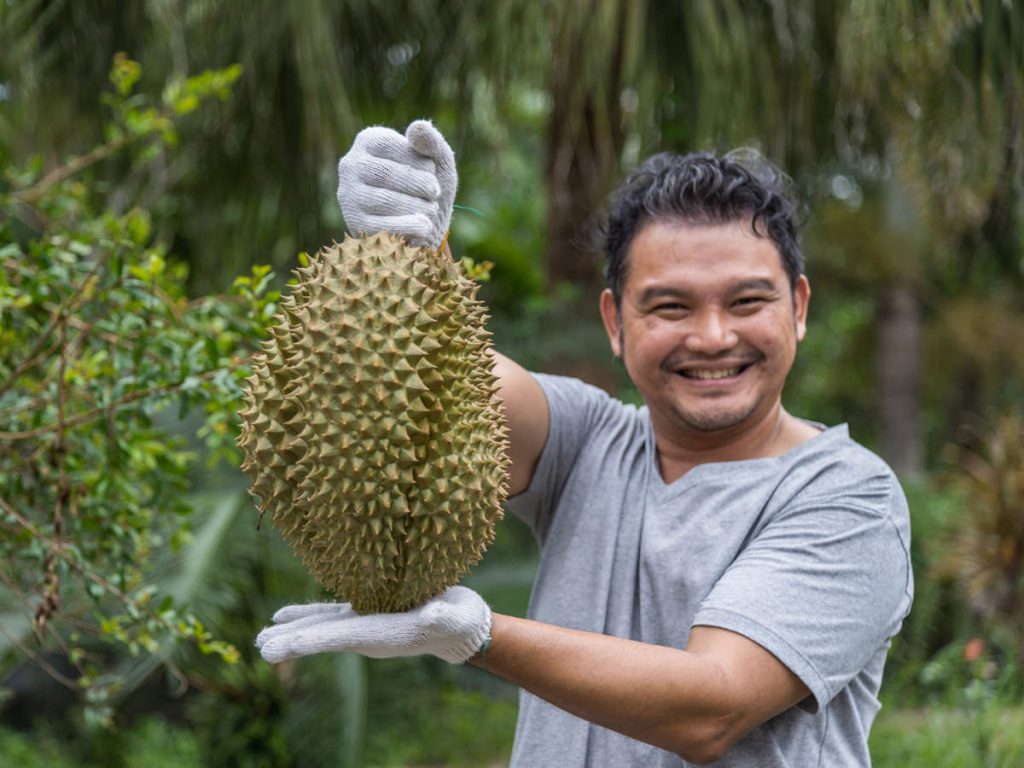 durian mao shan wang